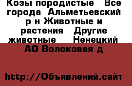 Козы породистые - Все города, Альметьевский р-н Животные и растения » Другие животные   . Ненецкий АО,Волоковая д.
